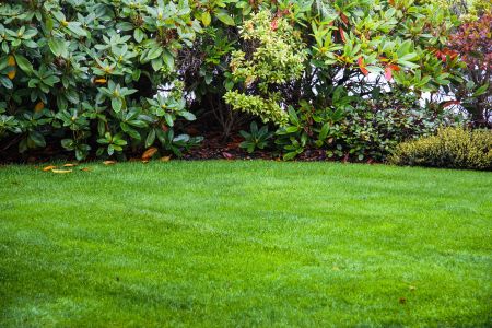 Curb Appeal Starts with Your Lawn: Easy Upgrades for Spring and Summer